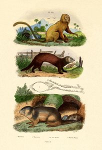Geoffroys Tamarin、1833-39 作： French School